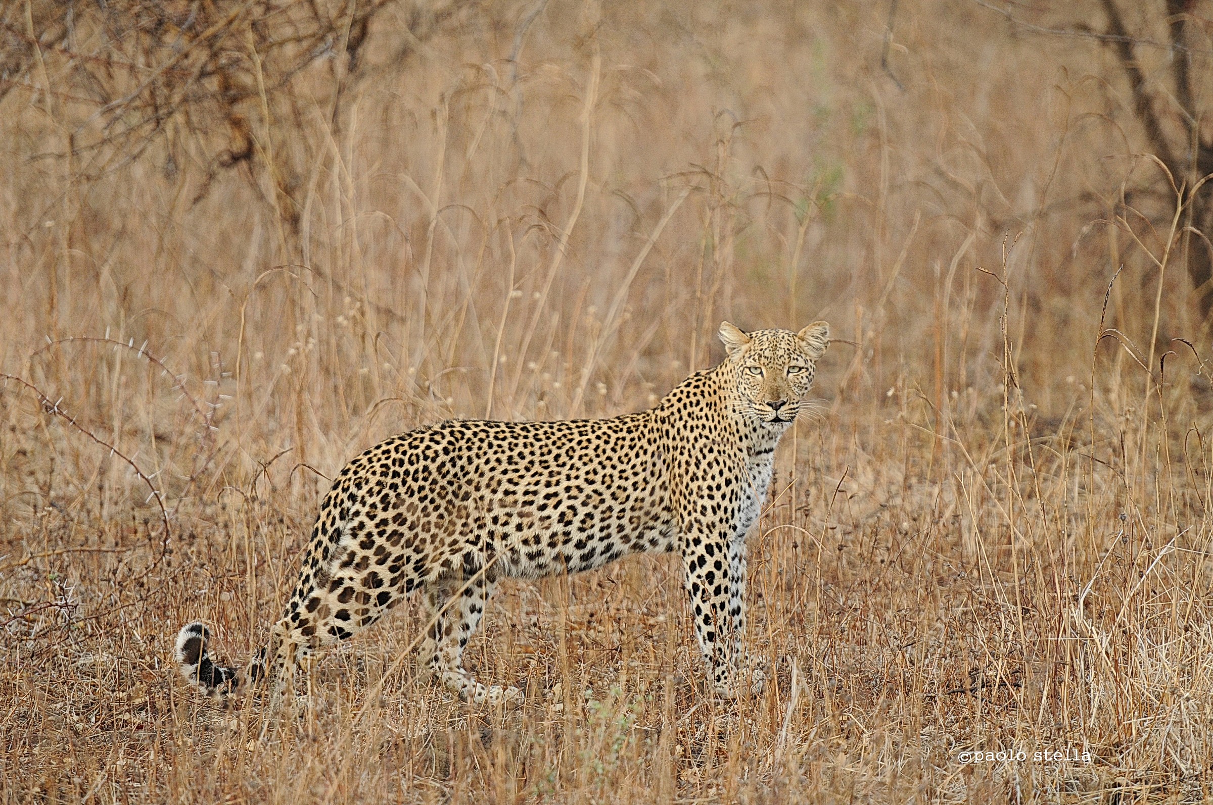 leopard portrait...