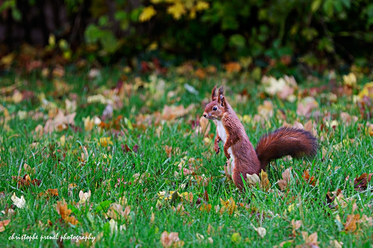 Backyard red squirrel...
