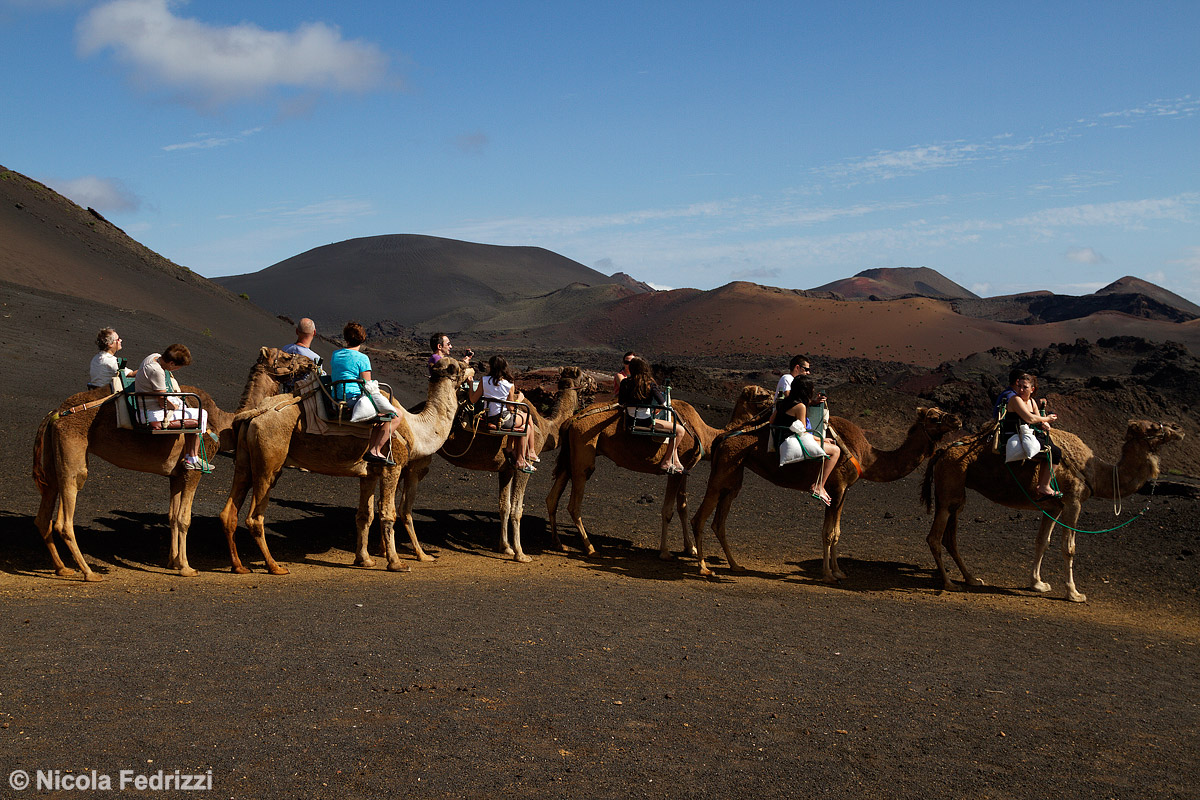 Camels at Timanfaya...