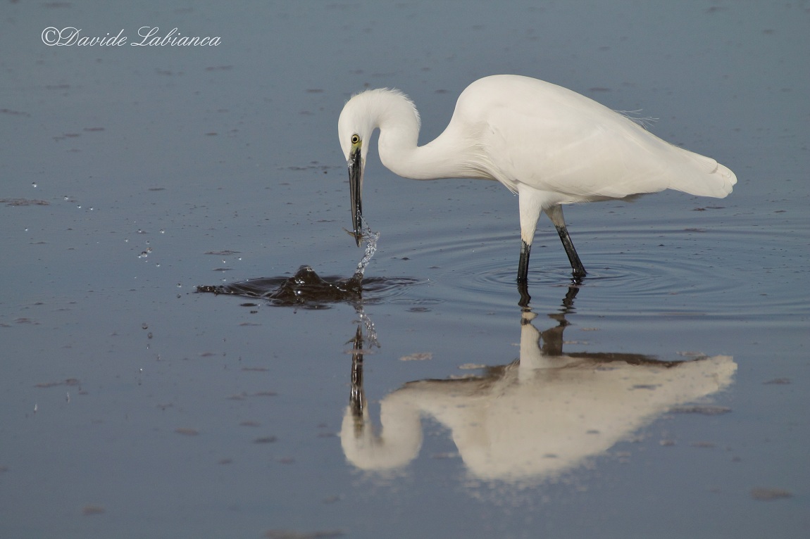 Egret with small prey...