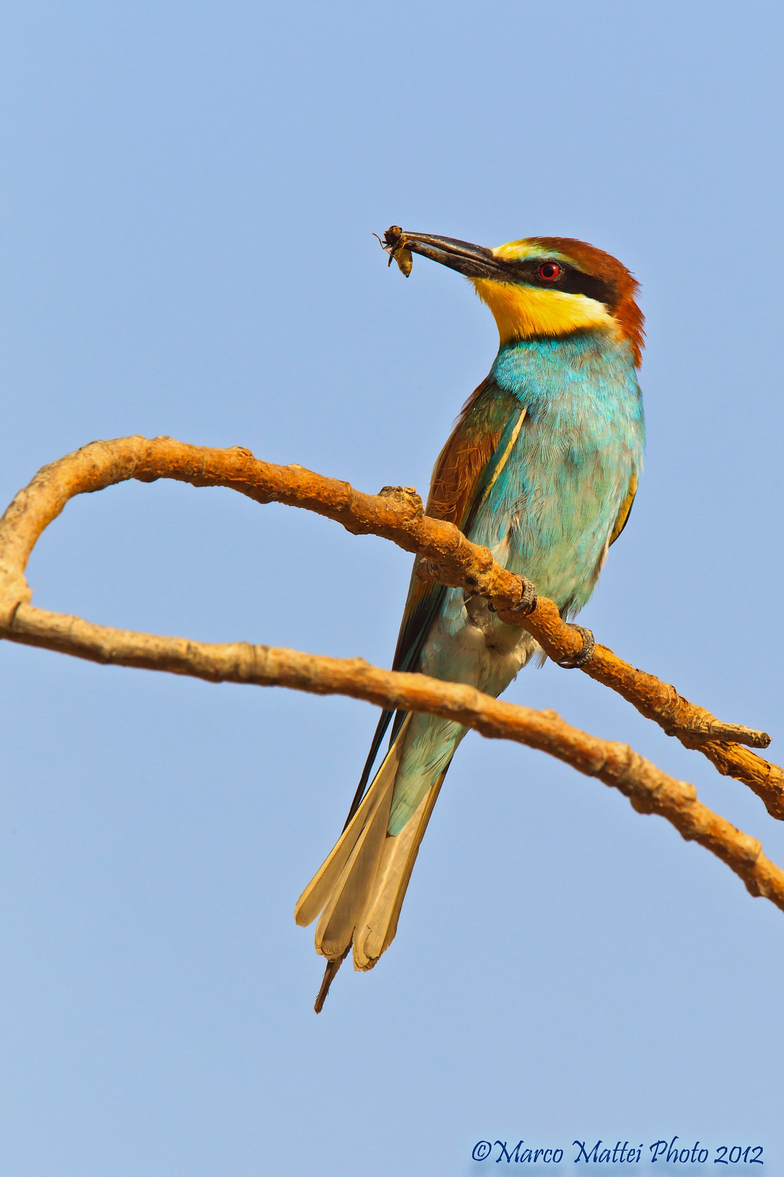 Bee-eater with prey...