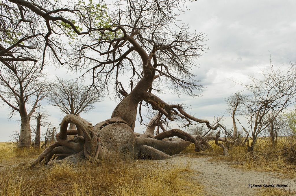 Baines Baobab - Detail...