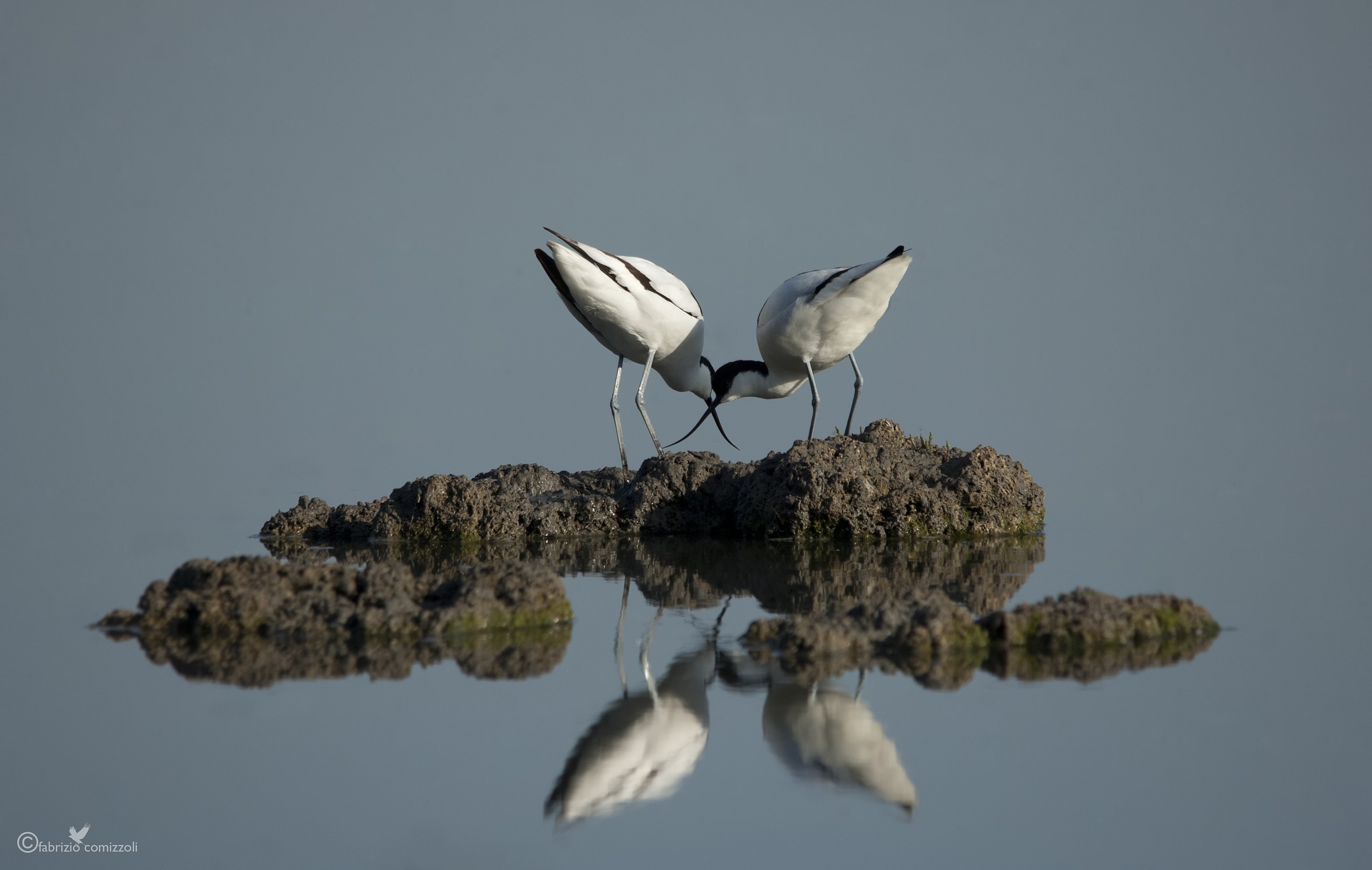 Avocet - Recurvirostra avosetta...