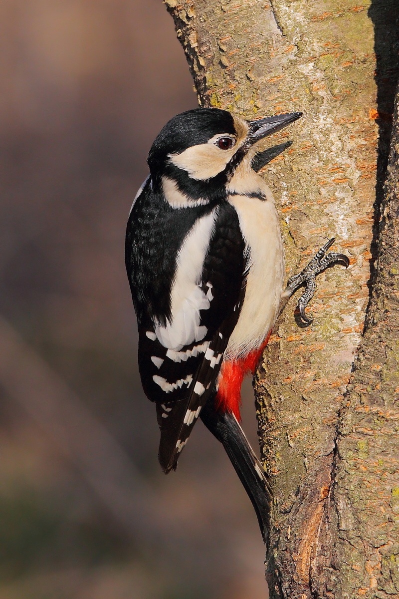 Woodpecker female...