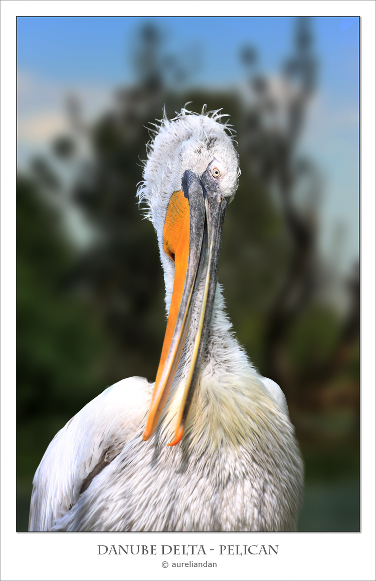 From Danube delta ......