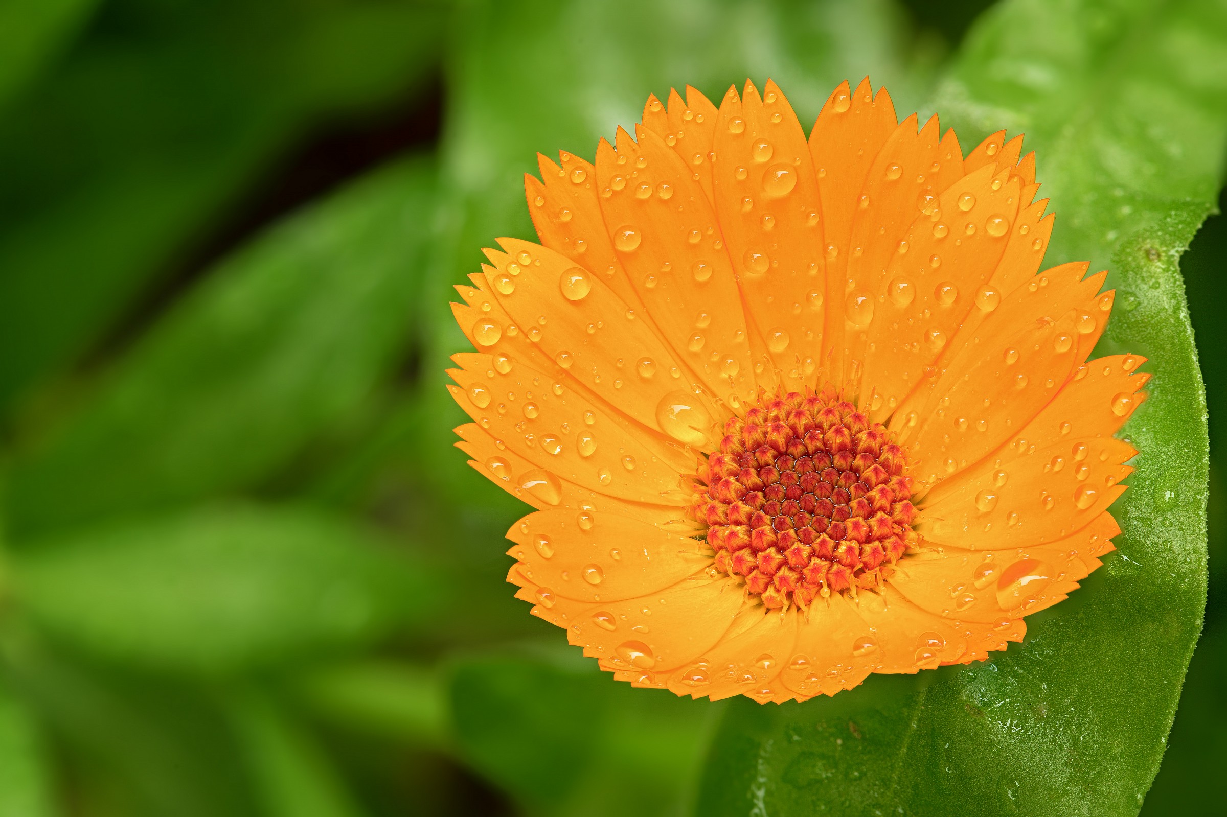 Calendula...