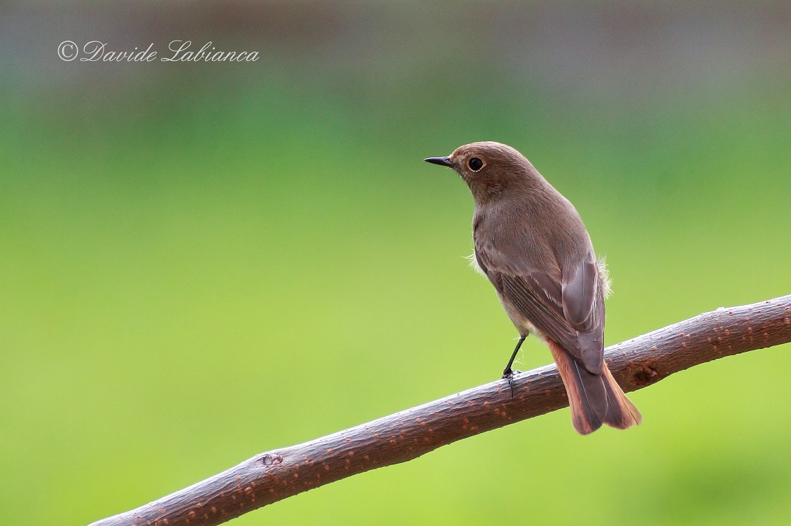 Black Redstart...