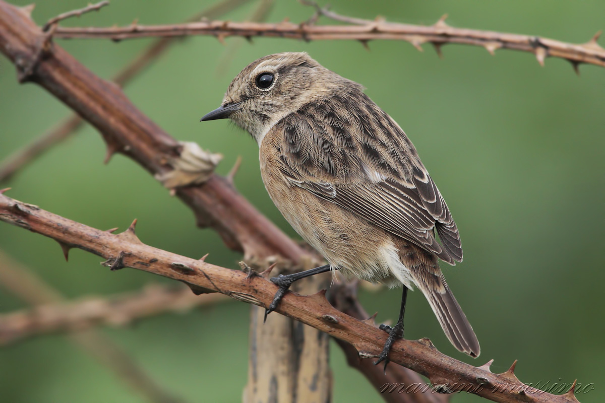 F. Stonechat (Saxicola torquata)...