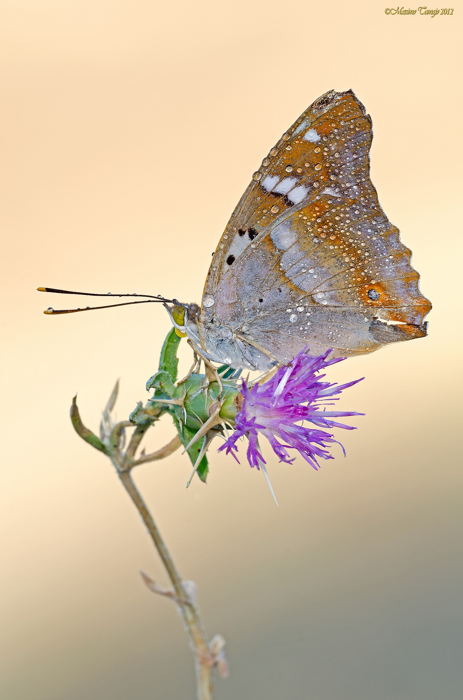 Apatura ilia...