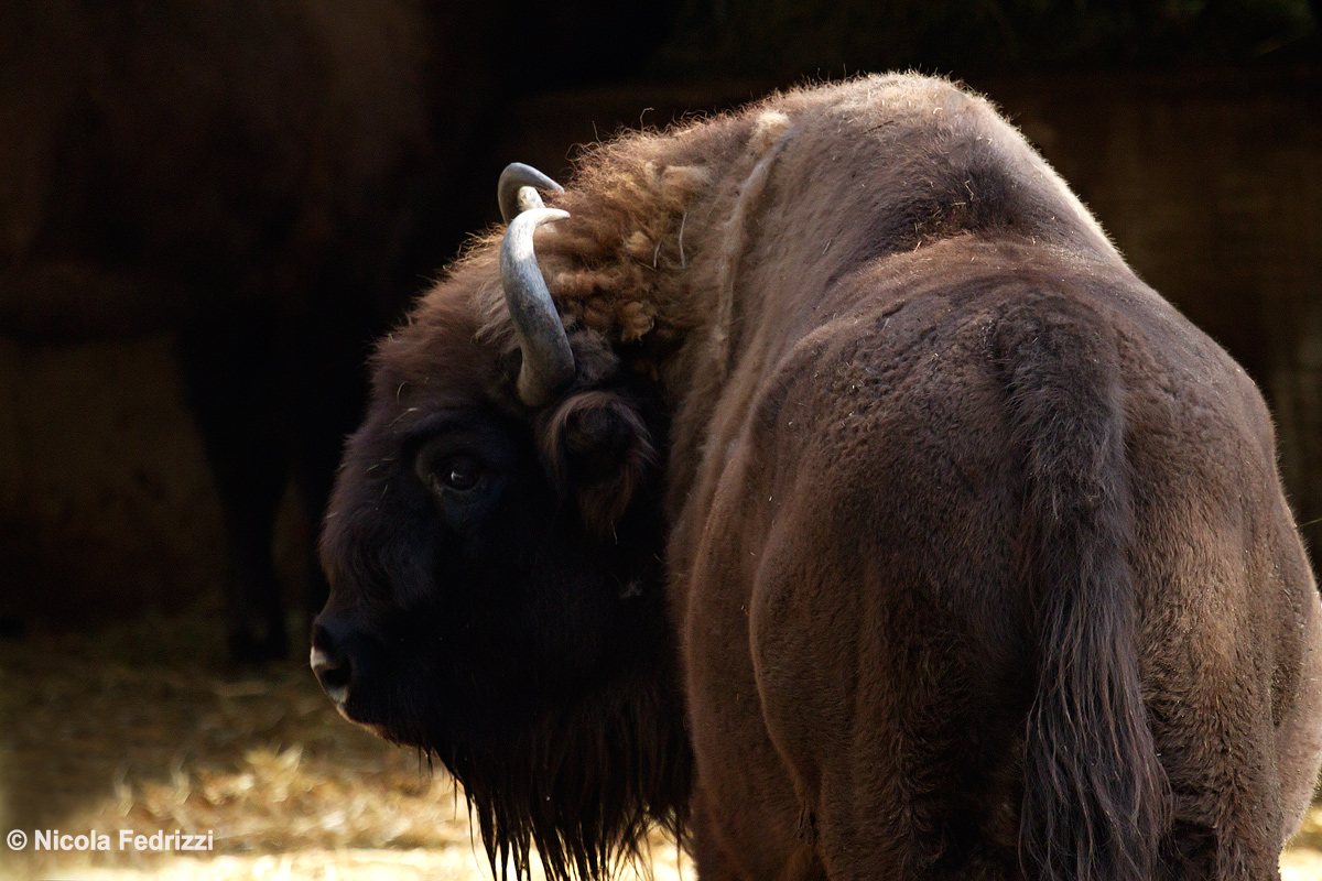 European Bison...