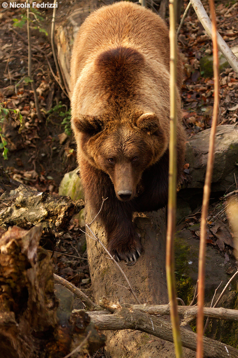 Bear...