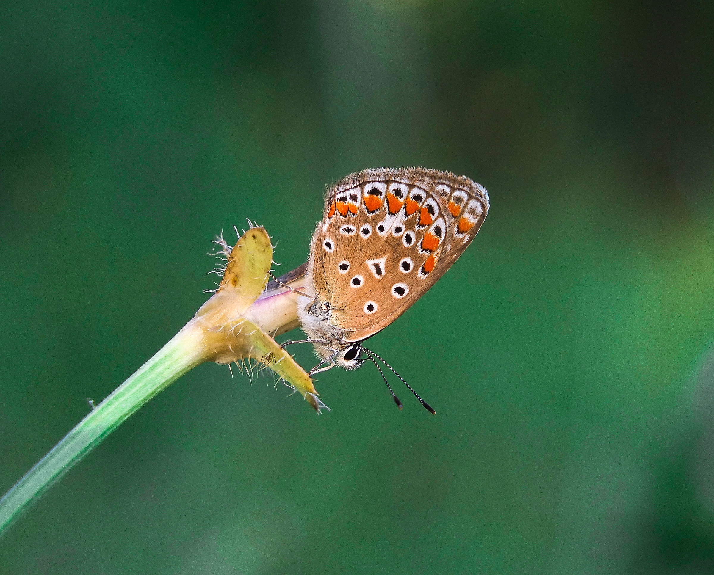 Macro Butterfly 3...