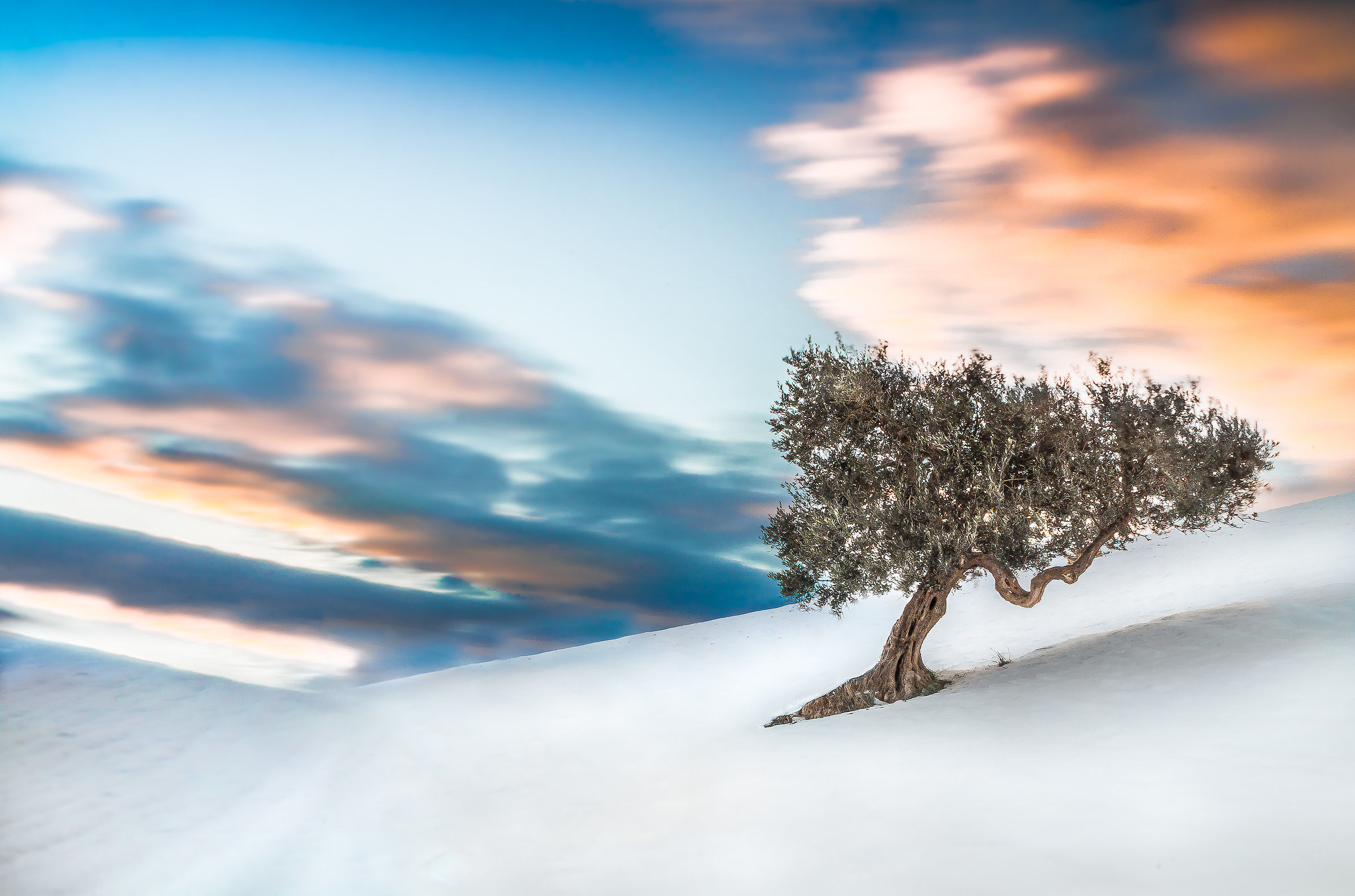 The Lonely Olive Tree...