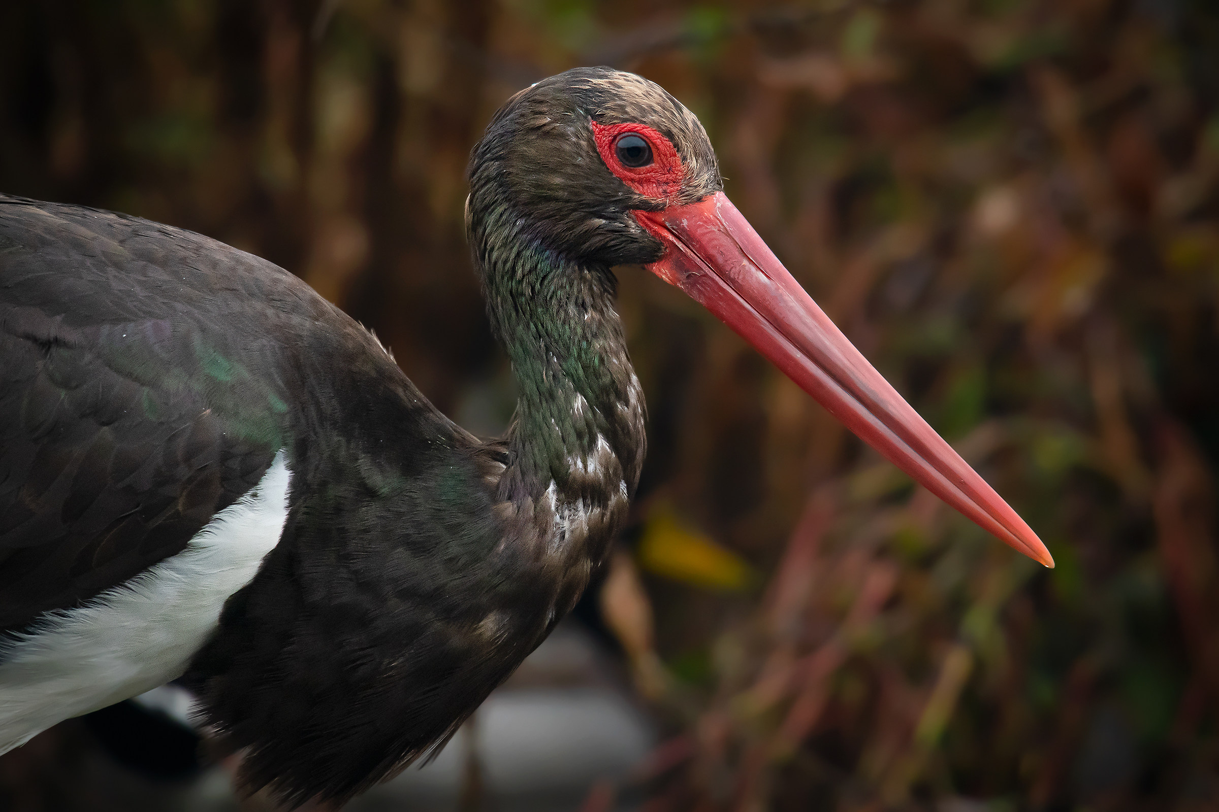 Black Stork...