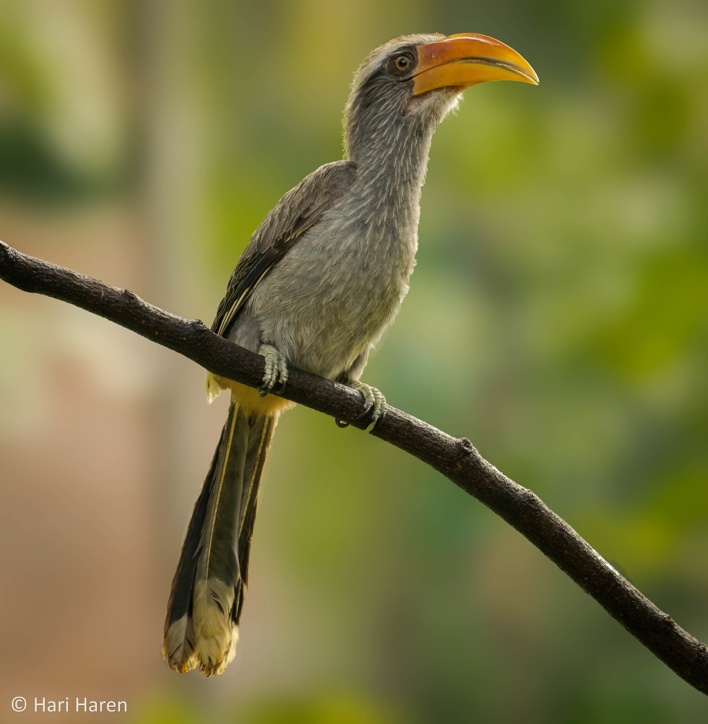 Malabar grey Hornbill...