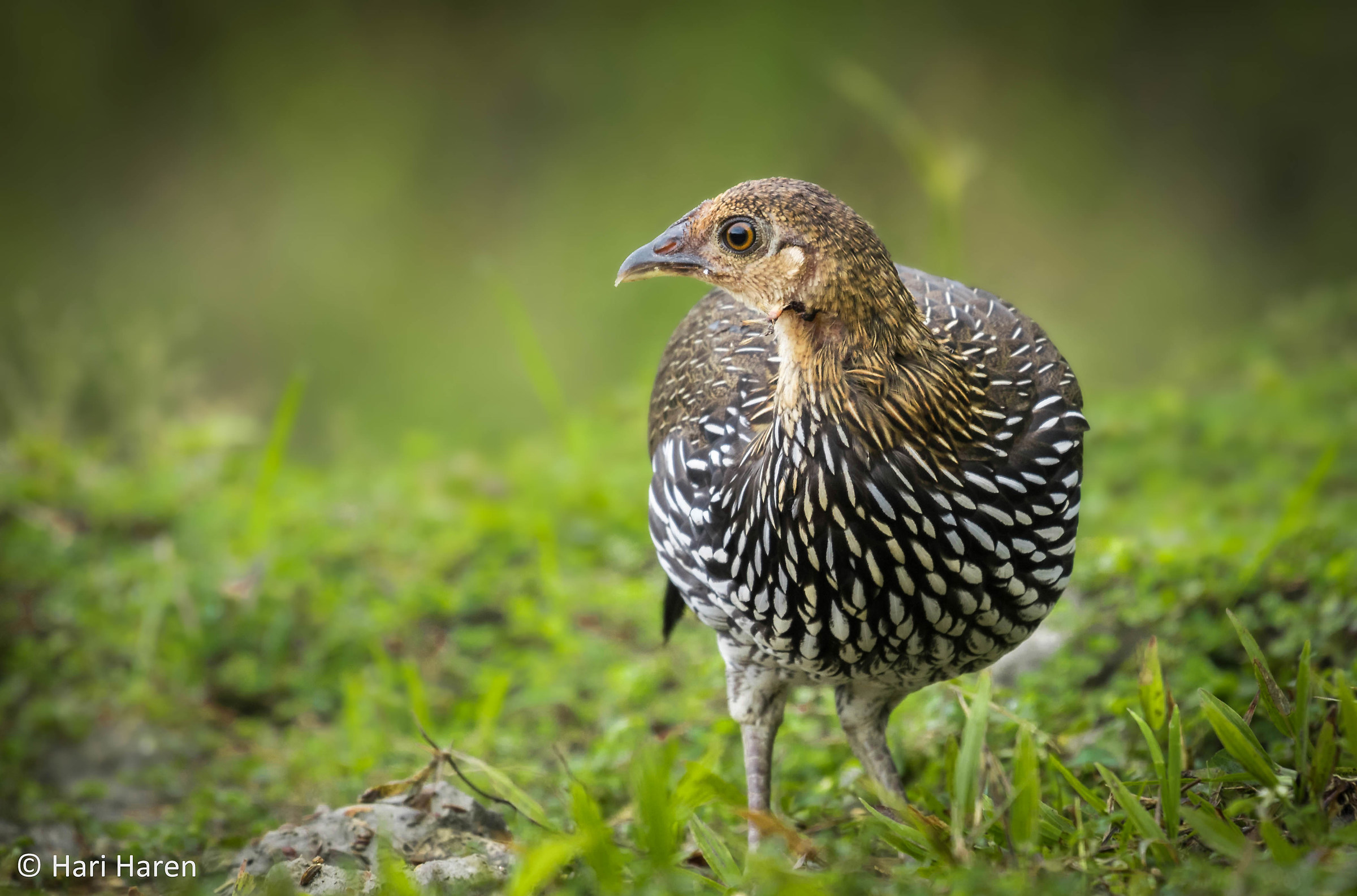 Junglefowl...