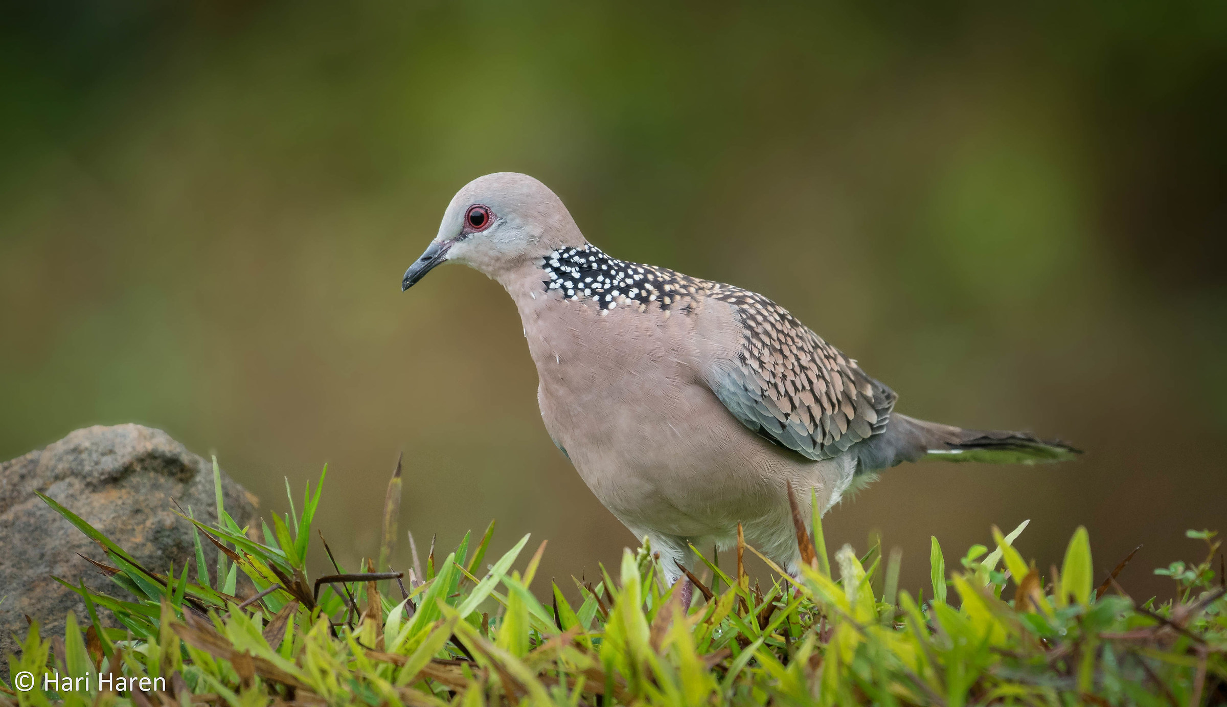 Spotted dove...