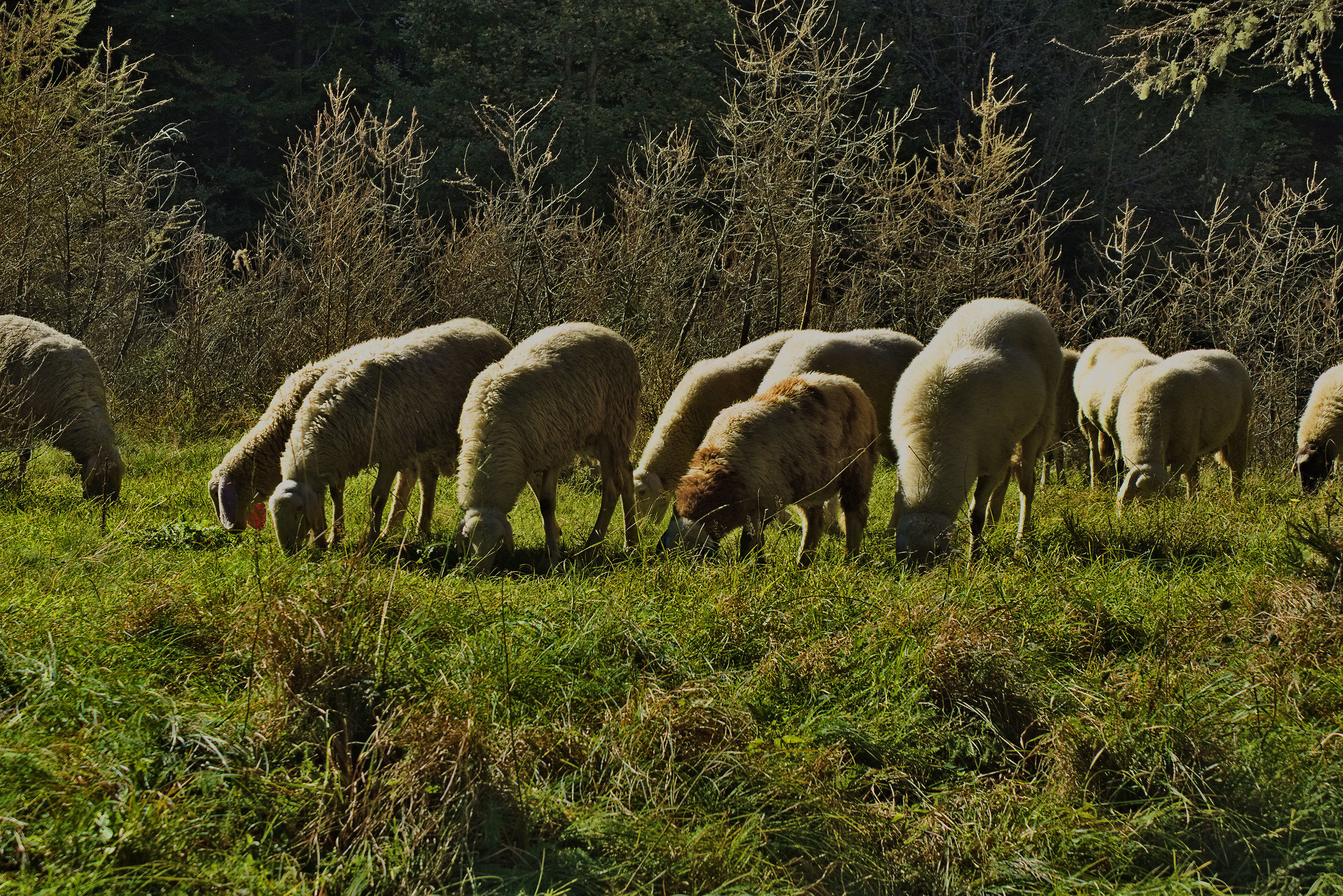 Sheep in transhumance...