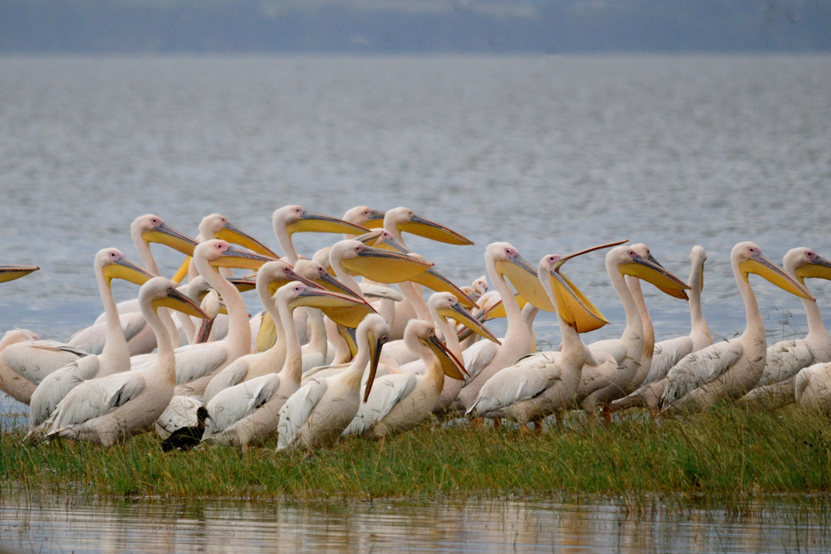 Chat between White pelicans...