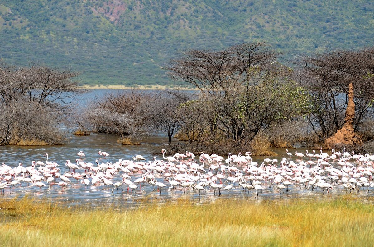 Fenicotteri nel lago Bogoria...