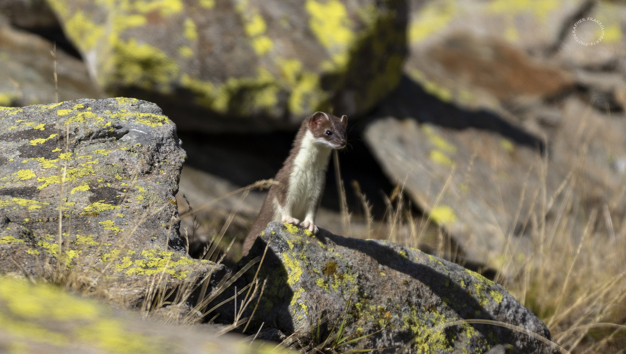 Curious Ermine....
