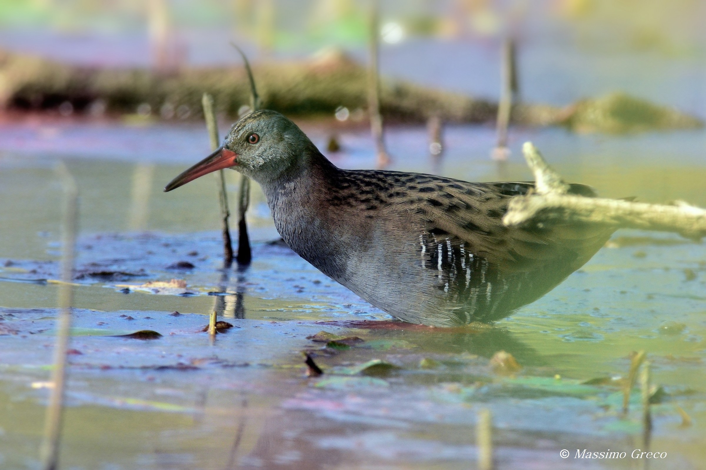Porciglione - Rallus aquaticus...