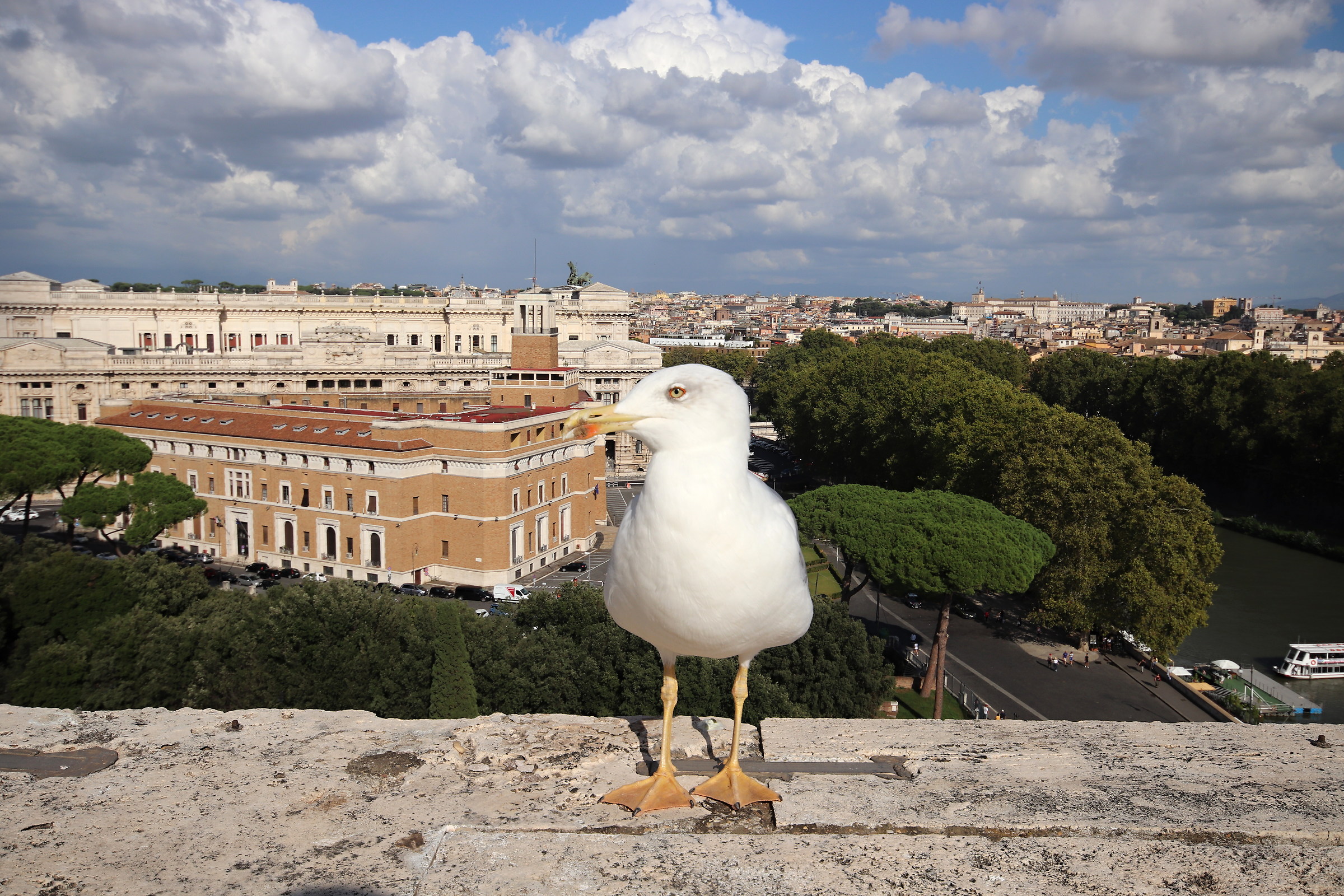 Seagull on the rooftops of Rome...