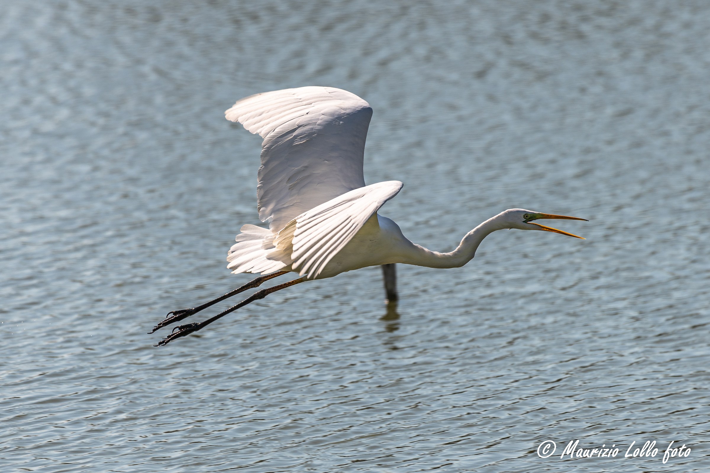 White Heron on takeoff...