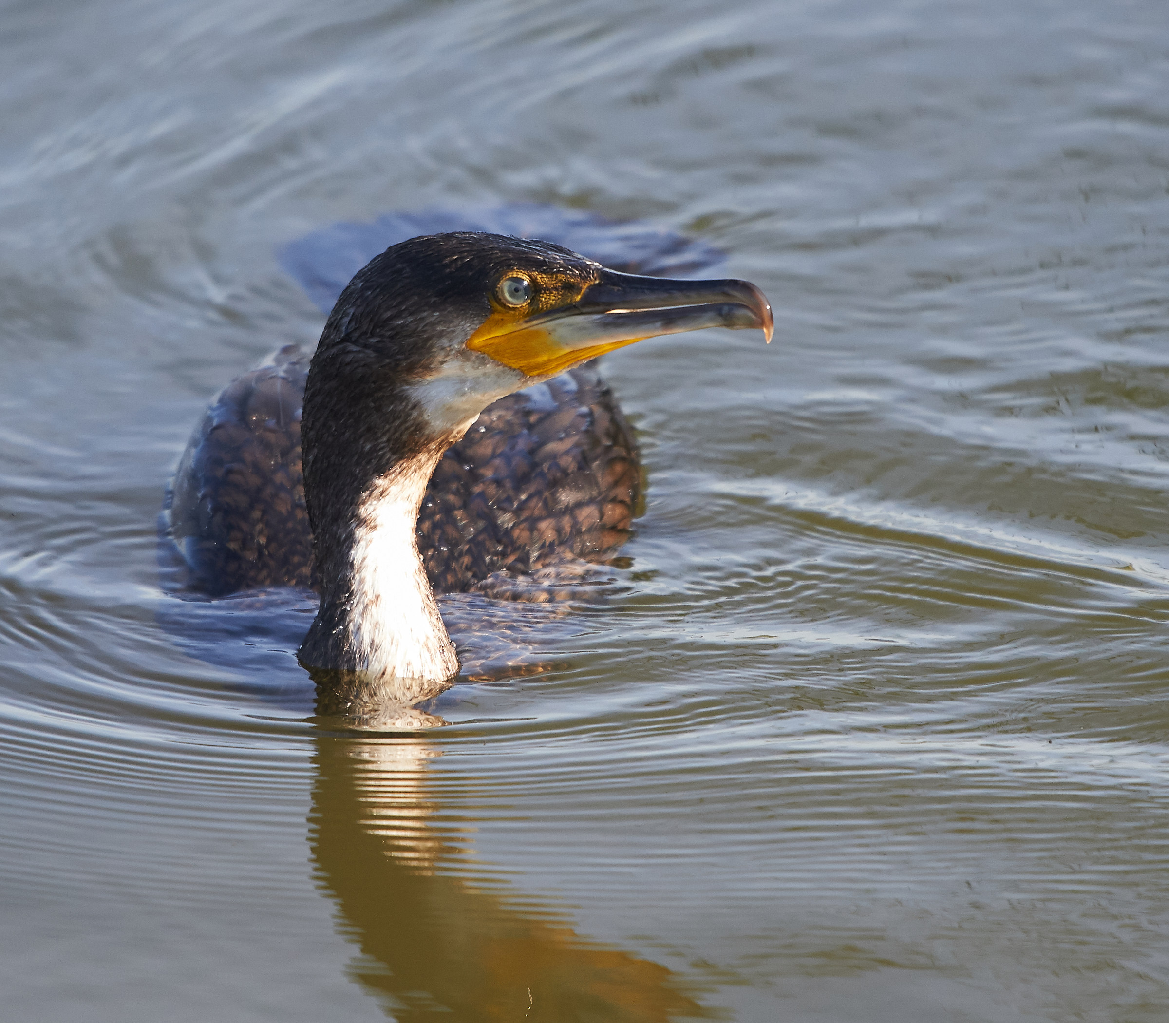 Young Cormorant...