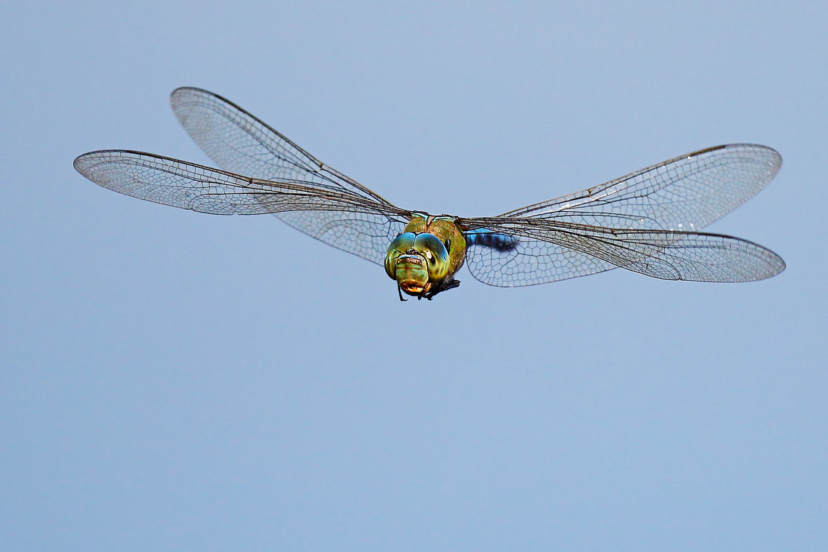 Emperor Dragonfly...