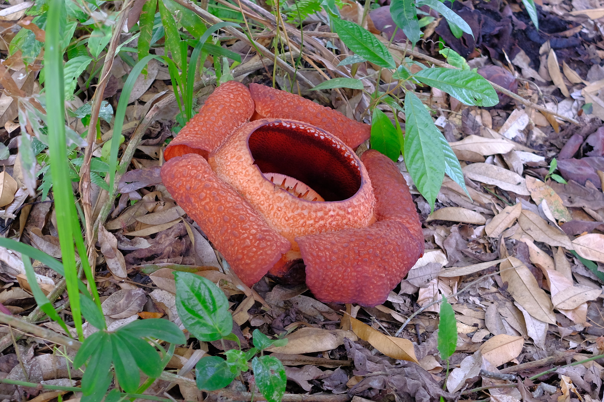 Rafflesia...
