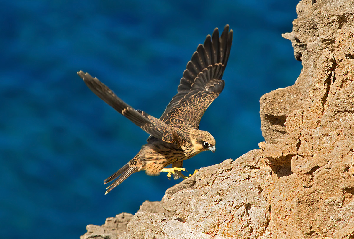 Eleonora's falcon landing .......