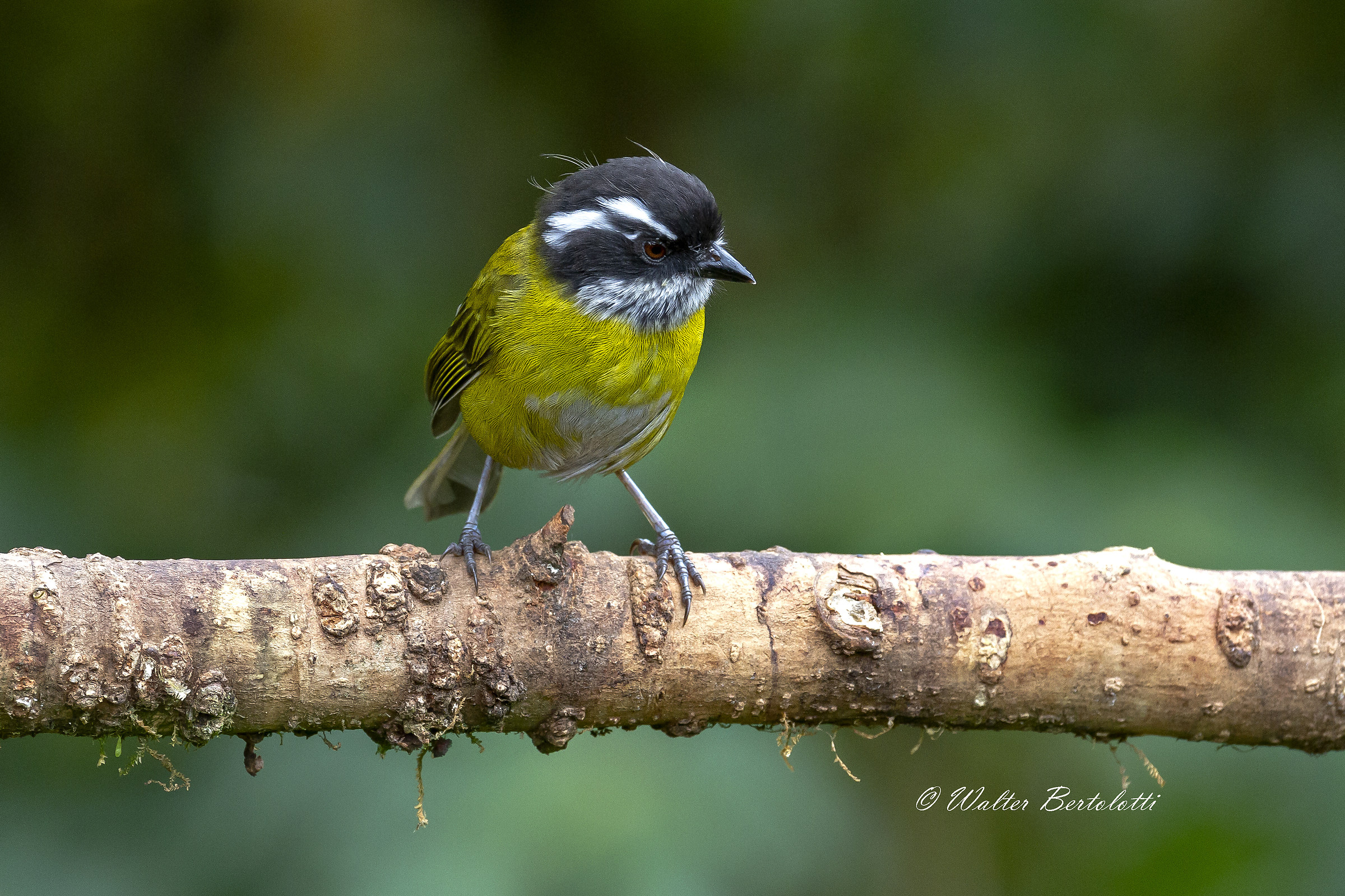 Tangara olivacea pileata...