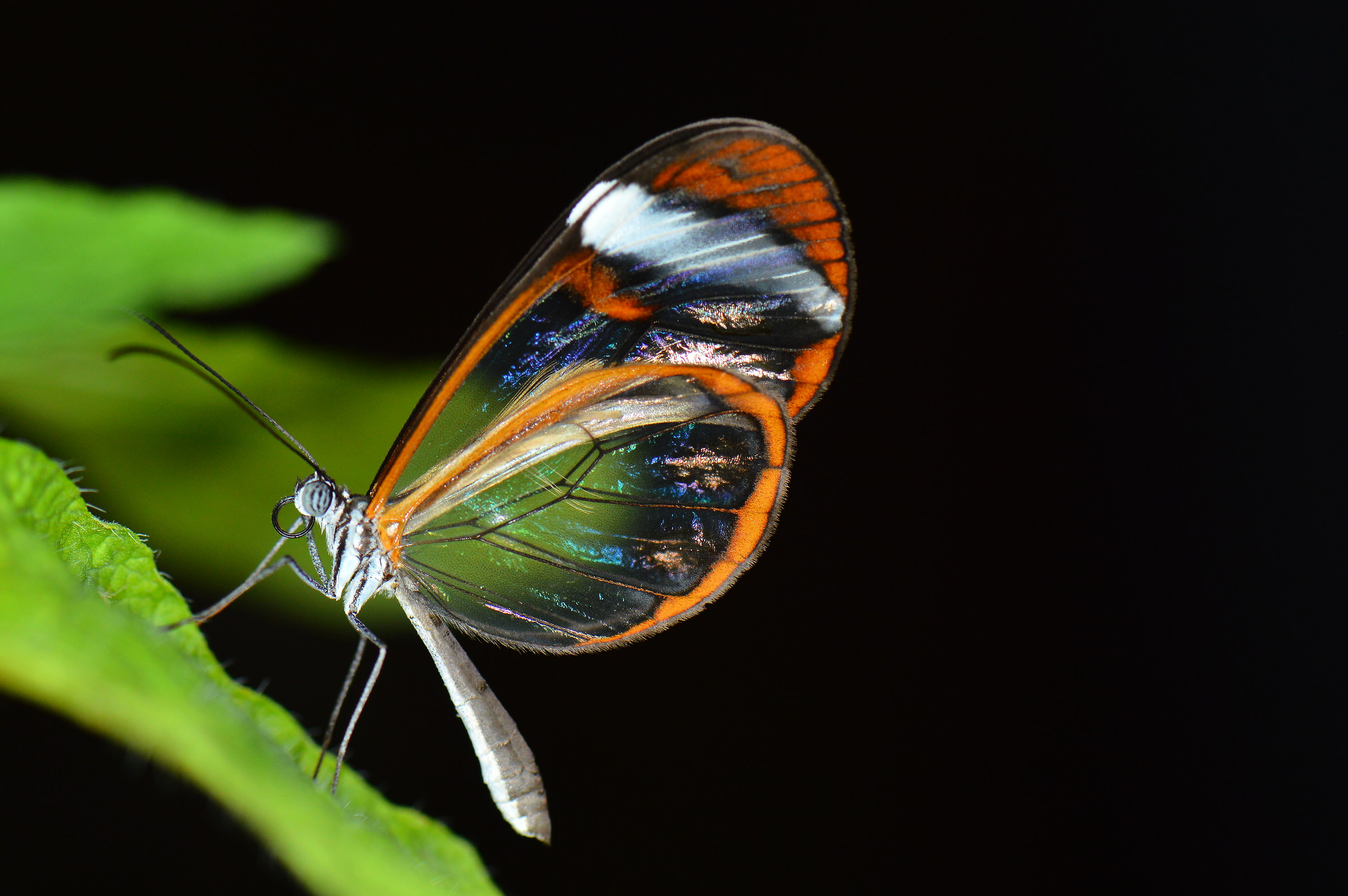 The glass butterfly...