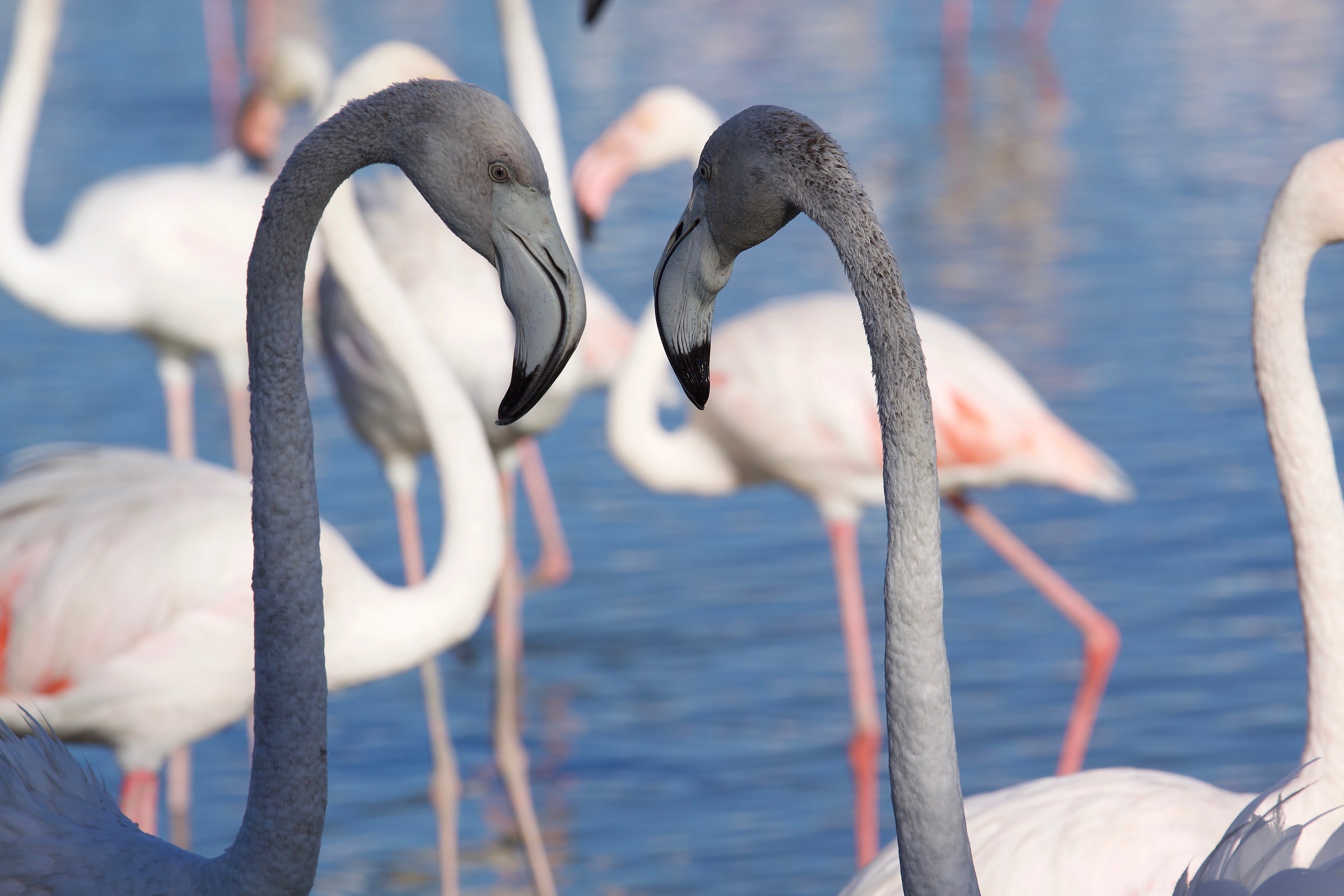 Flamingos...