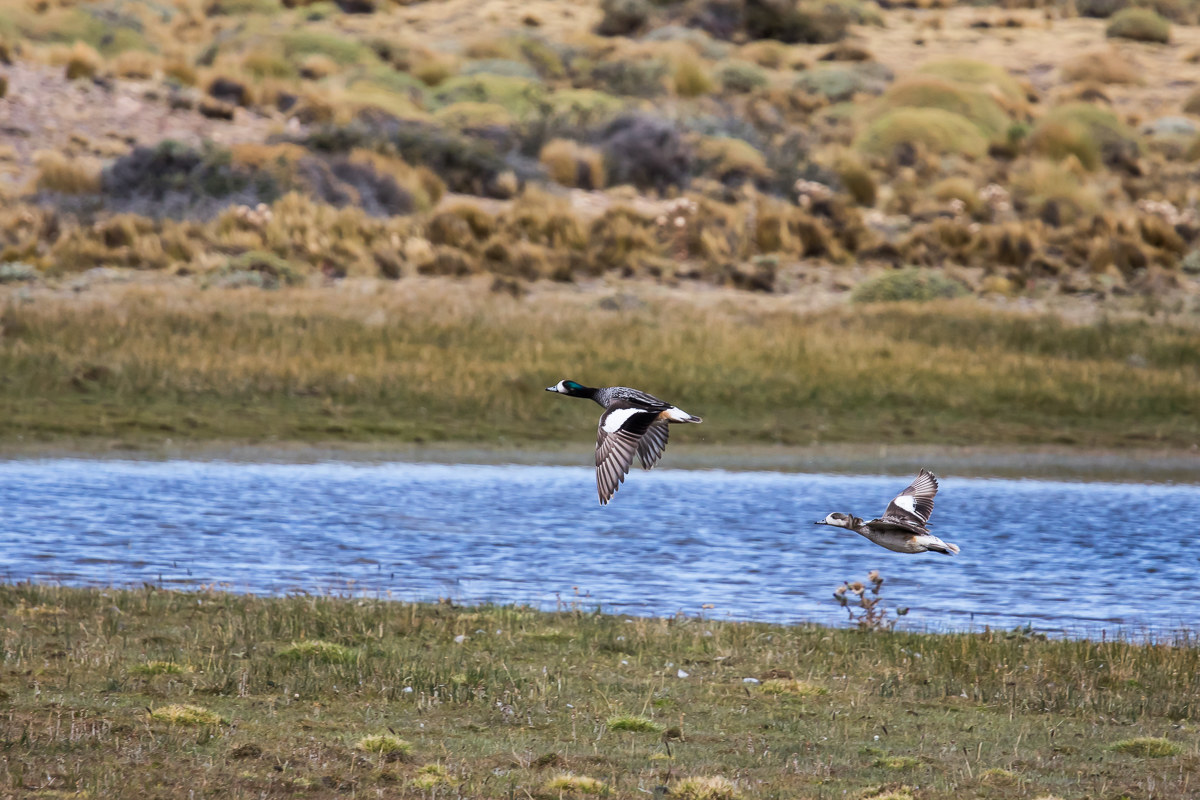 Wigeon-of-chile-(Anas sibilatrix)...