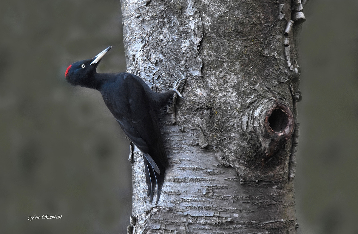 Black woodpeckers......