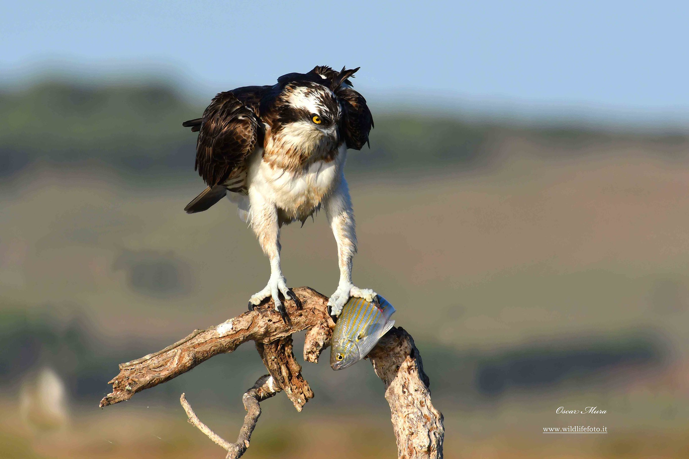 Falco Pescatore, Osprey...