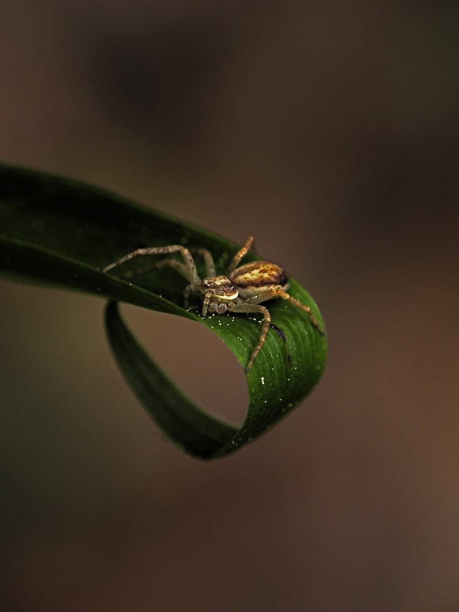 Vesuvius - spider with 7 legs...