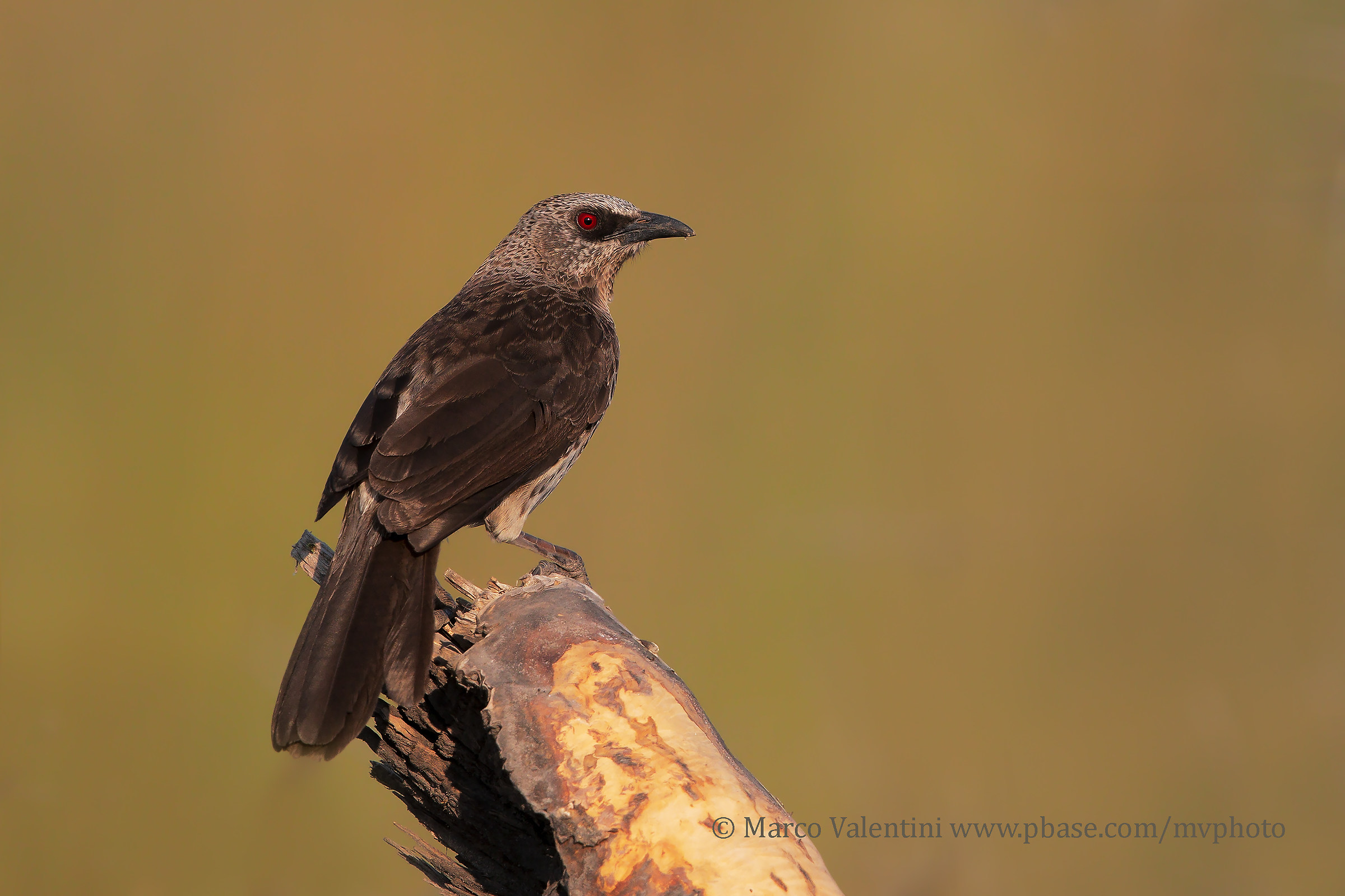 Garrulo of Angola...