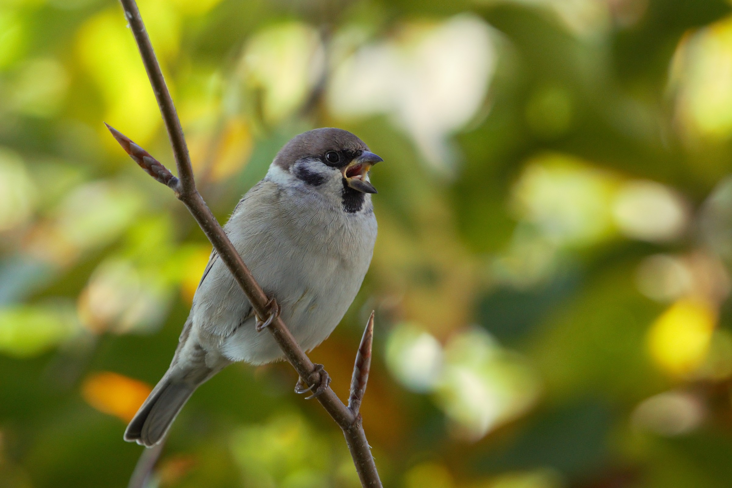 Eurasian tree sparrow (Passer montanus)...