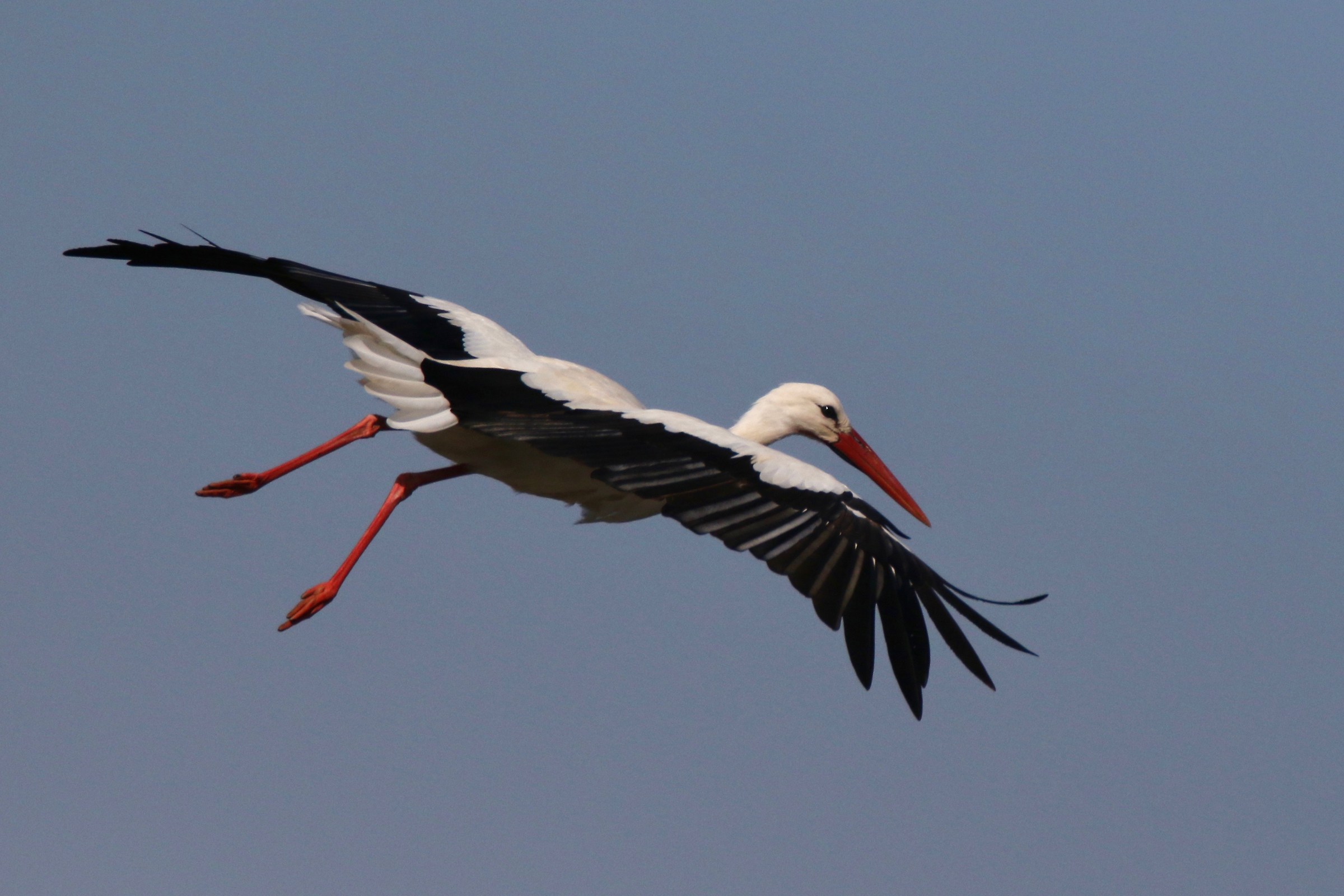 Stork: on landing...