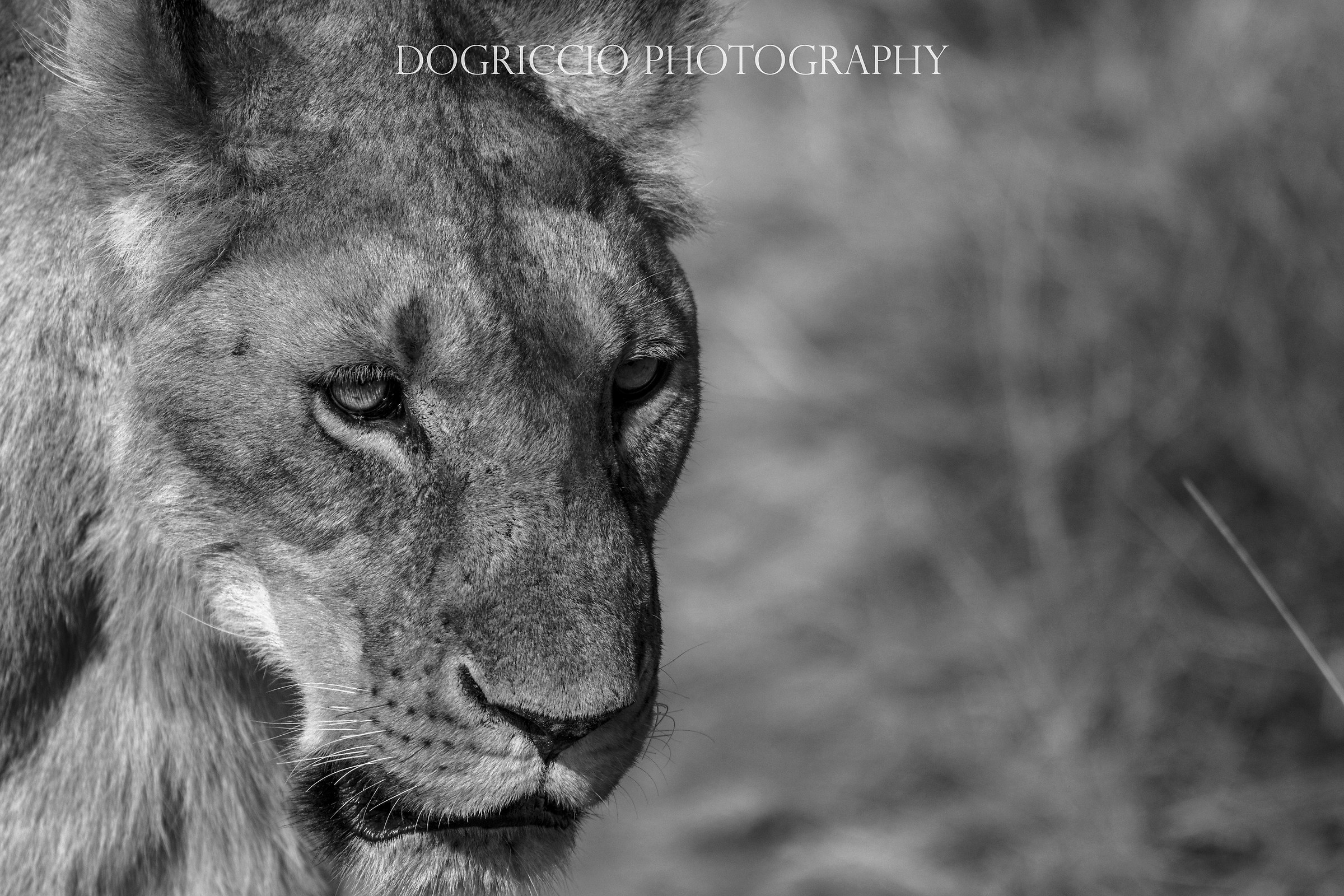 Lioness portrait...