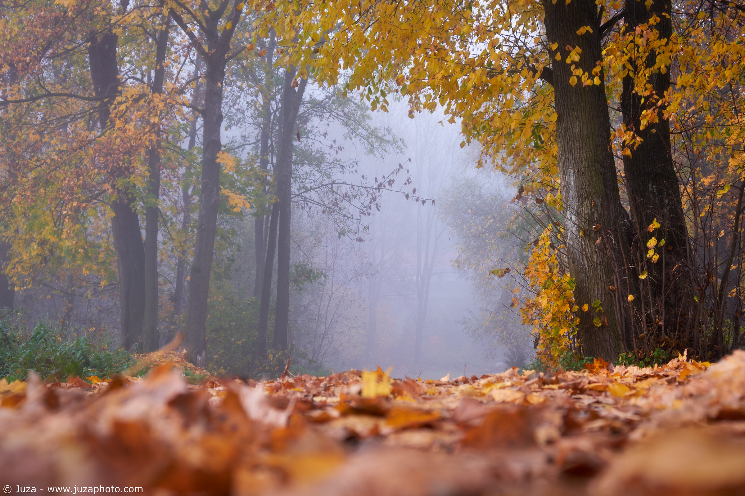 Fog in the woods, Slovakia...