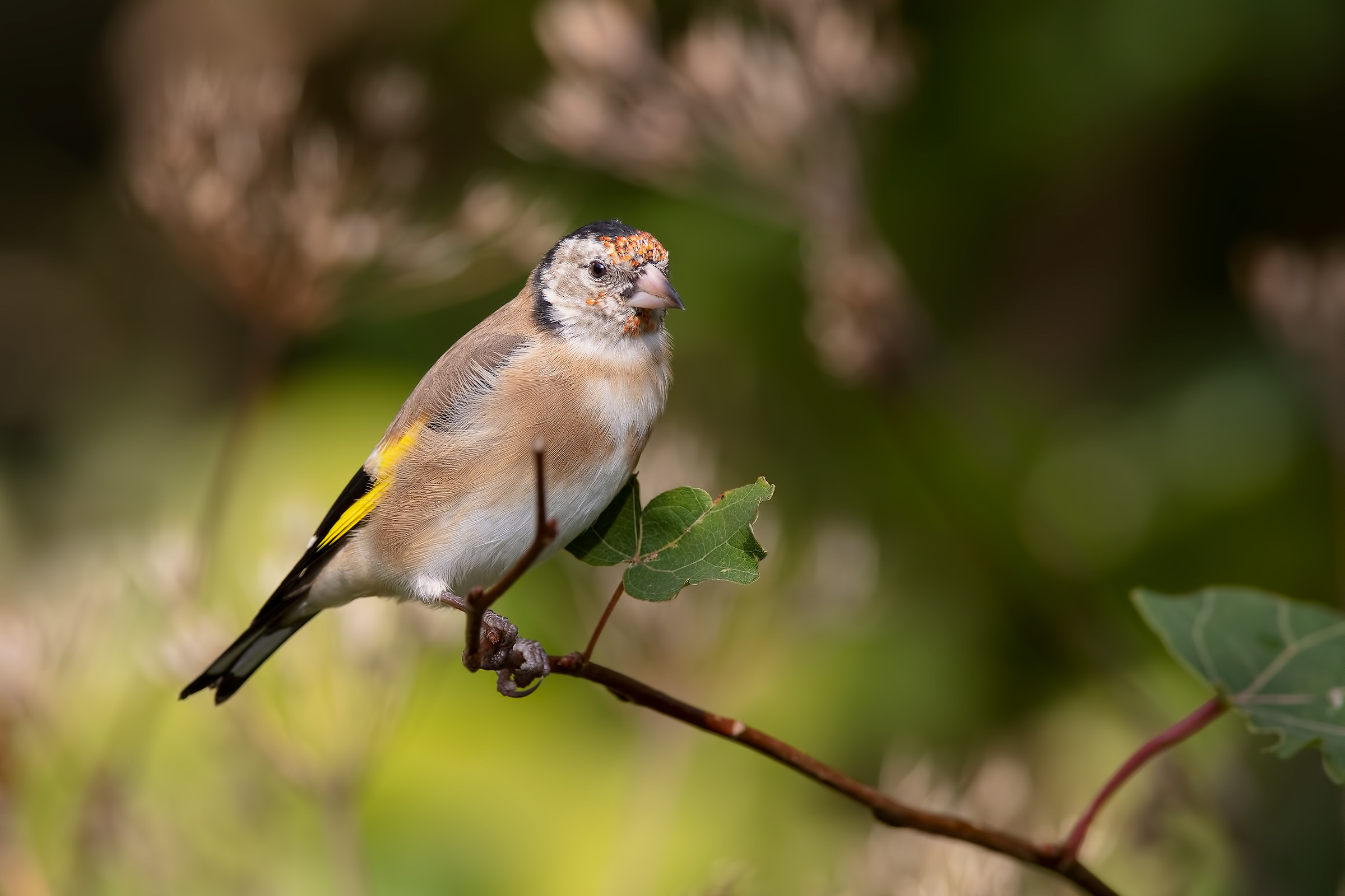 Goldfinch (carduelis Carduelis)...