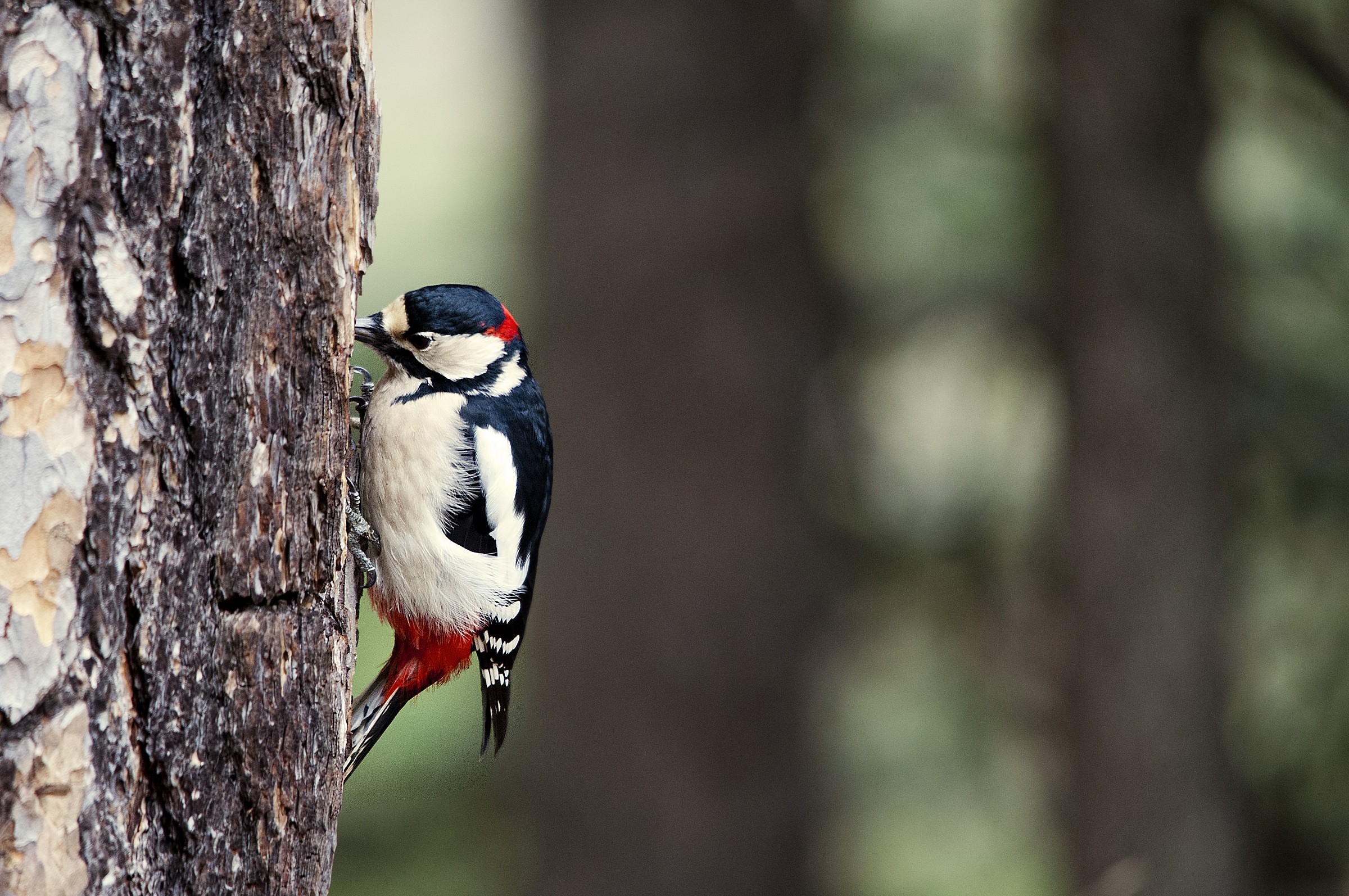 I woodpecker...