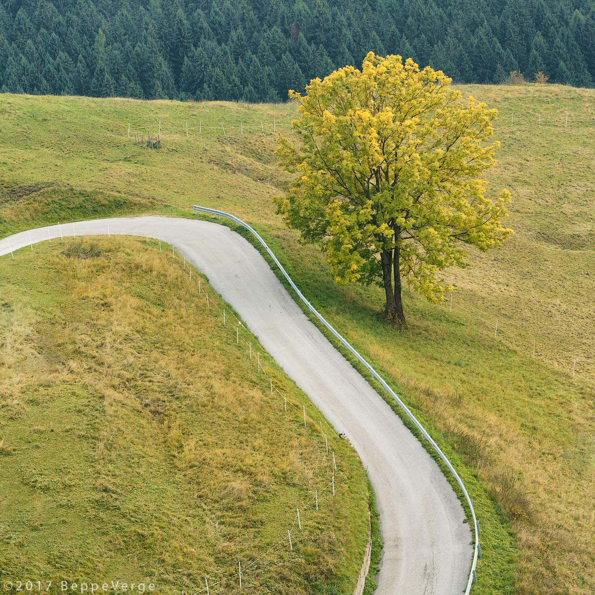 The tree and the road...