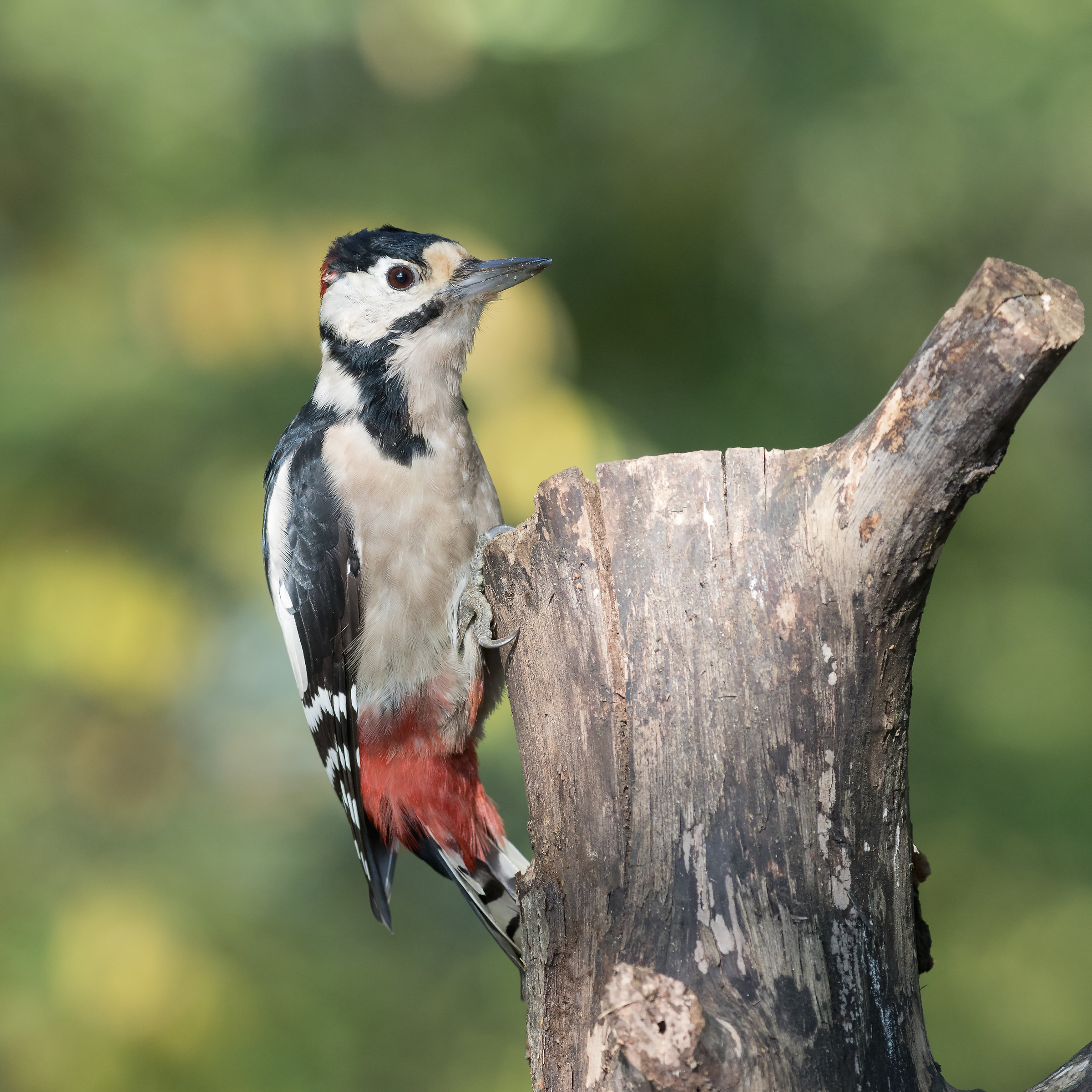 Senior Red Woodpeckers...