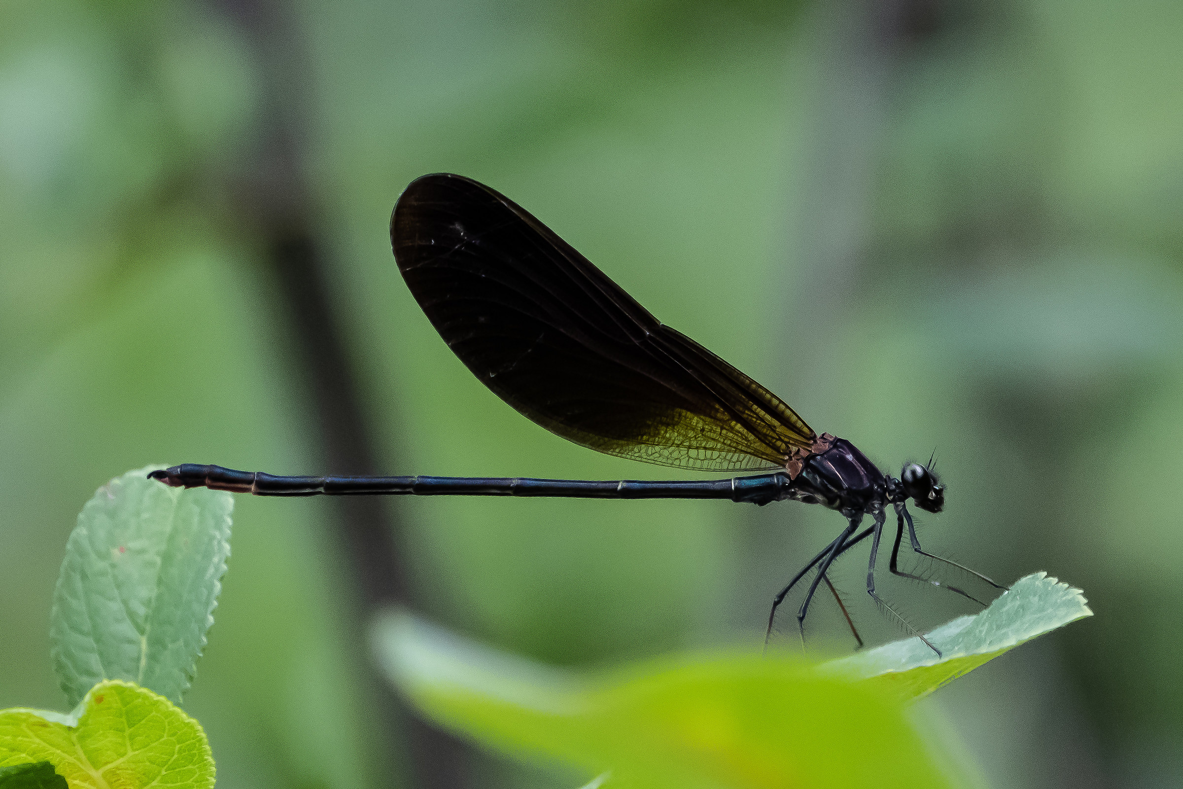 Libellula- Dragonfly...