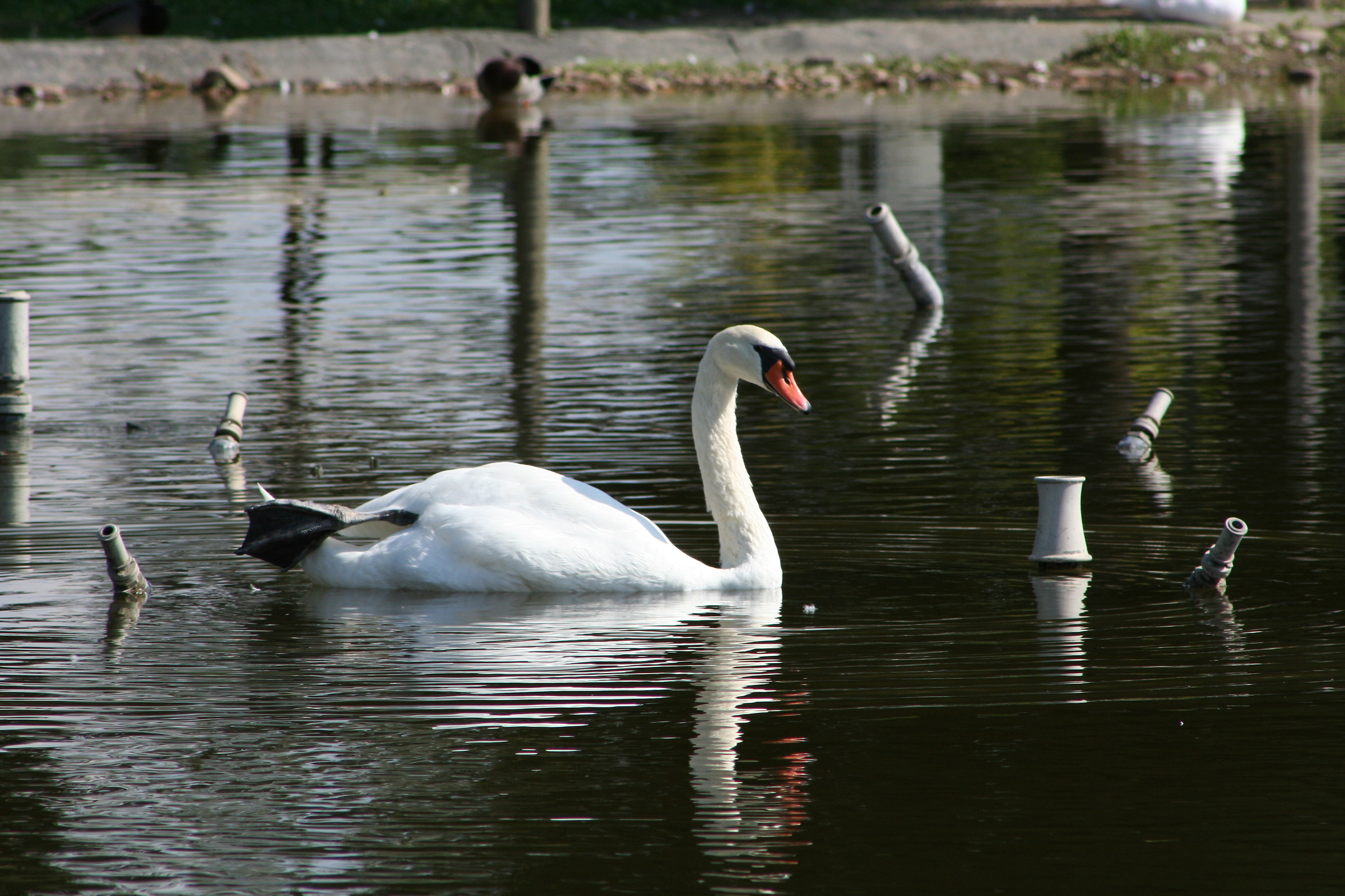 Swan...